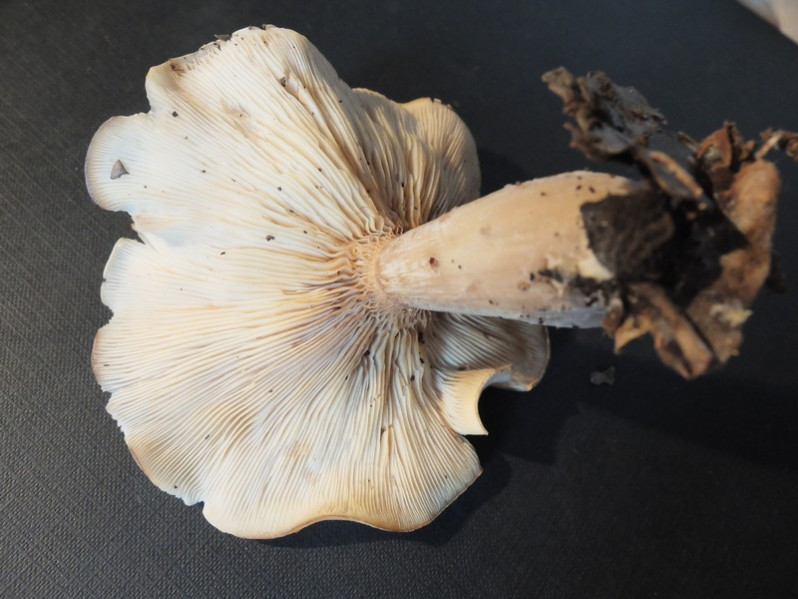 Clitocybe phyllophila (Pers.) P.Kumm., 1871