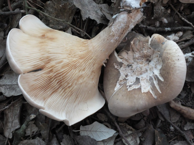 Clitopilus cystidiatus Hauskn. & Noordel., 1999