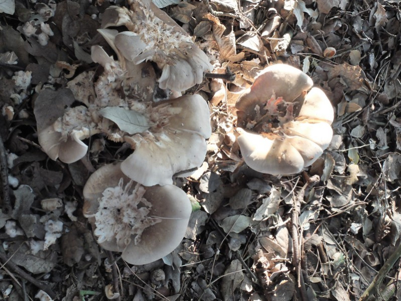 Clitopilus cystidiatus Hauskn. & Noordel., 1999