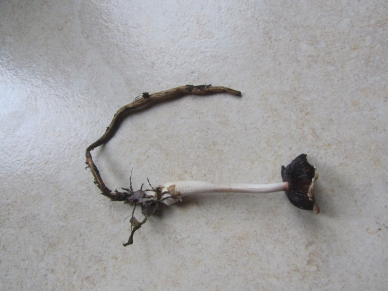 Coprinopsis cinerea (Schaeff.) Redhead, Vilgalys & Moncalvo, 2001