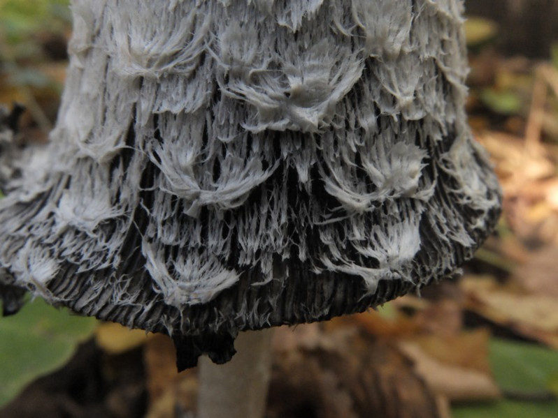 Coprinus comatus (O.F.Müll.) Pers., 1797