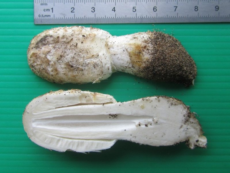 Coprinus comatus (O.F.Müll.) Pers., 1797