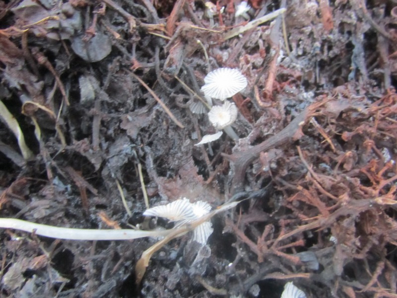 Coprinellus congregatus (Bull.) P.Karst., 187