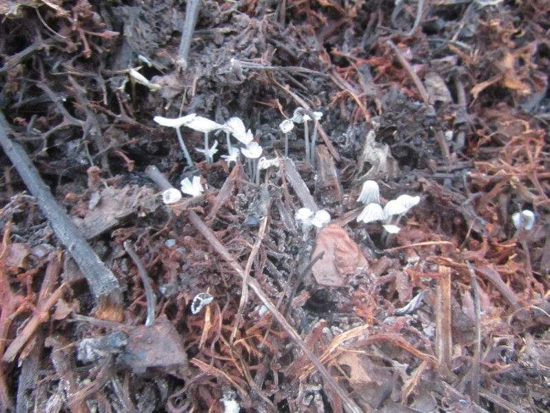 Coprinellus congregatus (Bull.) P.Karst., 187