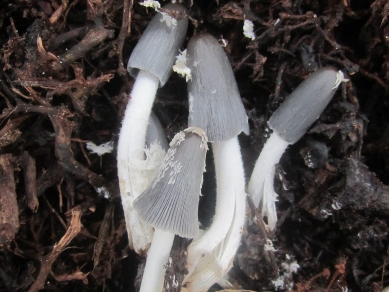 Coprinopsis macrocephala (Berk.) Redhead, Vilgalys & Moncalvo, 2001