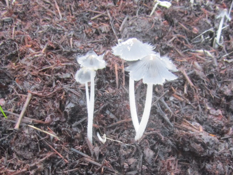 Coprinopsis macrocephala (Berk.) Redhead, Vilgalys & Moncalvo, 2001