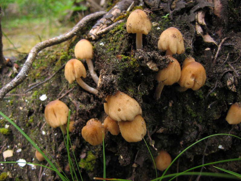 Coprinellus micaceus (Bull.) Vilgalys, Hopple & Jacq.Johnson, 2001