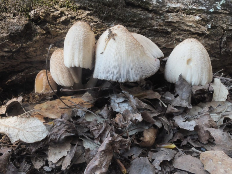 Coprinus xanthothryx (Romagn.) Vilgalys, Hopple & Jacq.Johnson, 2001