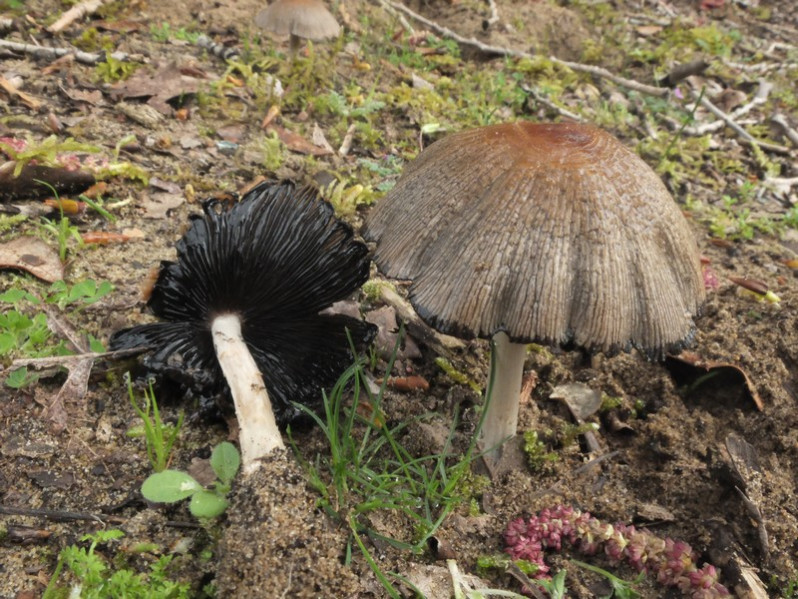 Coprinus xanthothryx (Romagn.) Vilgalys, Hopple & Jacq.Johnson, 2001