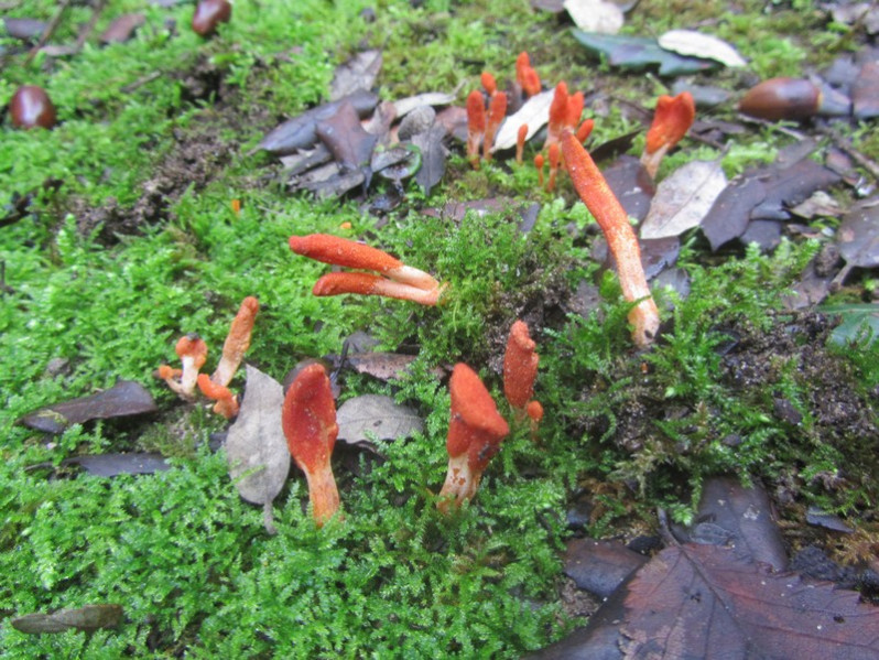 Cordyceps militaris (L.) Fr., 1818