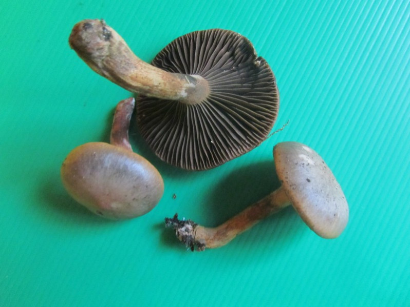 Cortinarius cedretorum var suberetorum Maire, 1937