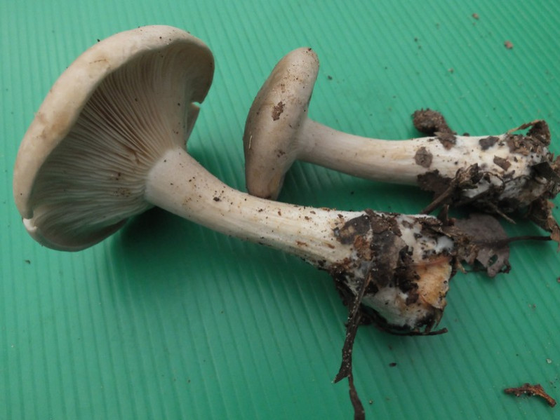 Cortinarius cotoneus Fr., 1838