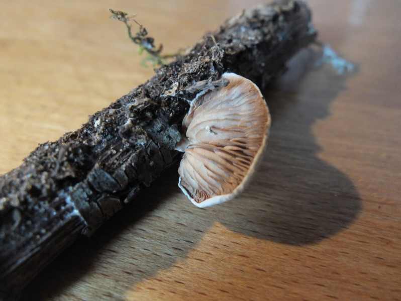 Crepidotus applanatus (Pers.) P.Kumm., 1871