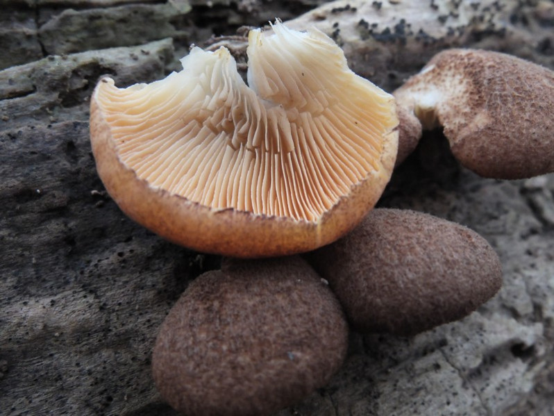 Crepidotus crocophyllus (Berk.) Sacc., 1887