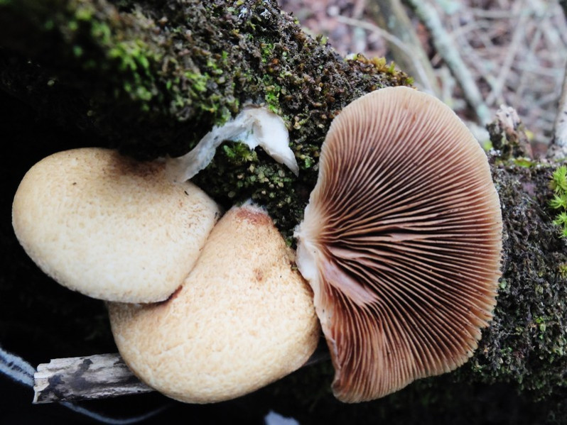 Crepidotus crocophyllus (Berk.) Sacc., 1887