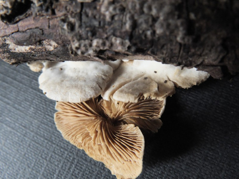 Crepidotus caspari Velen., 1926