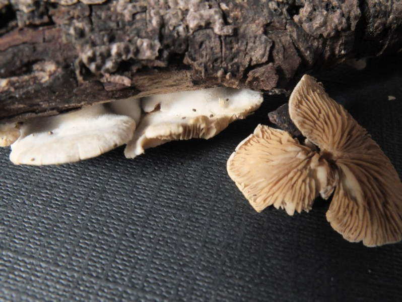 Crepidotus caspari Velen., 1926