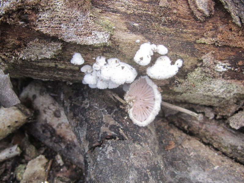 Crepidotus variabilis (Pers.) P.Kumm., 1871