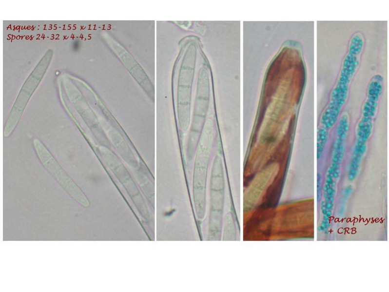 Crocicreas culmicola (Desm.) S.E.Carp., 1980