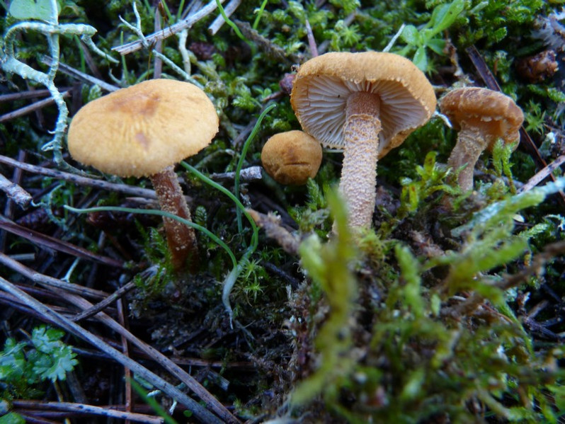 Cystoderma amianthinum (Scop.) Fayod, 1889