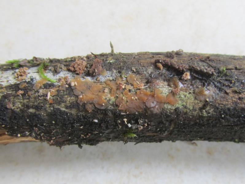 Dacrymyces variisporus McNabb, 1973