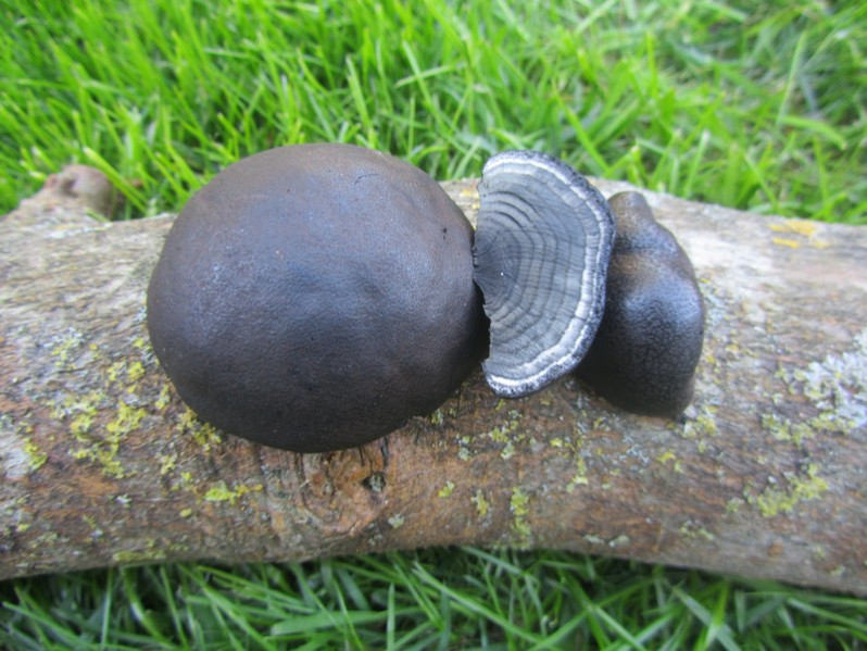 Daldinia concentrica (Bolton) Ces. & De Not., 1863