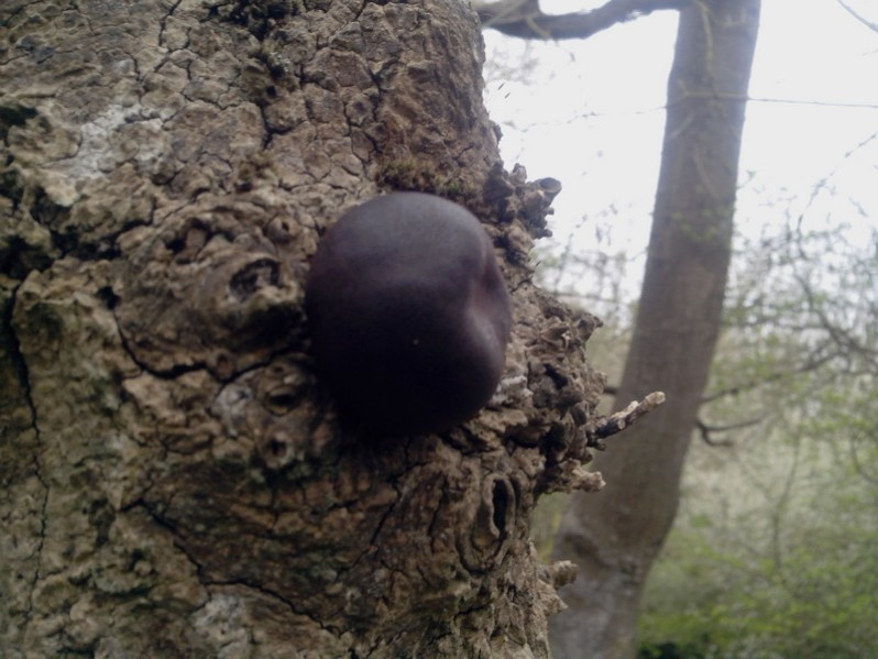 Daldinia concentrica (Bolton) Ces. & De Not., 1863