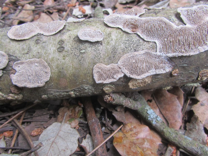 Datronia mollis (Sommerf.) Donk, 1966