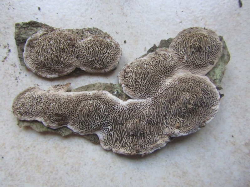 Datronia mollis (Sommerf.) Donk, 1966