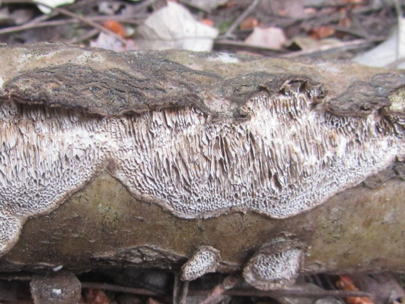 Datronia mollis (Sommerf.) Donk, 1966