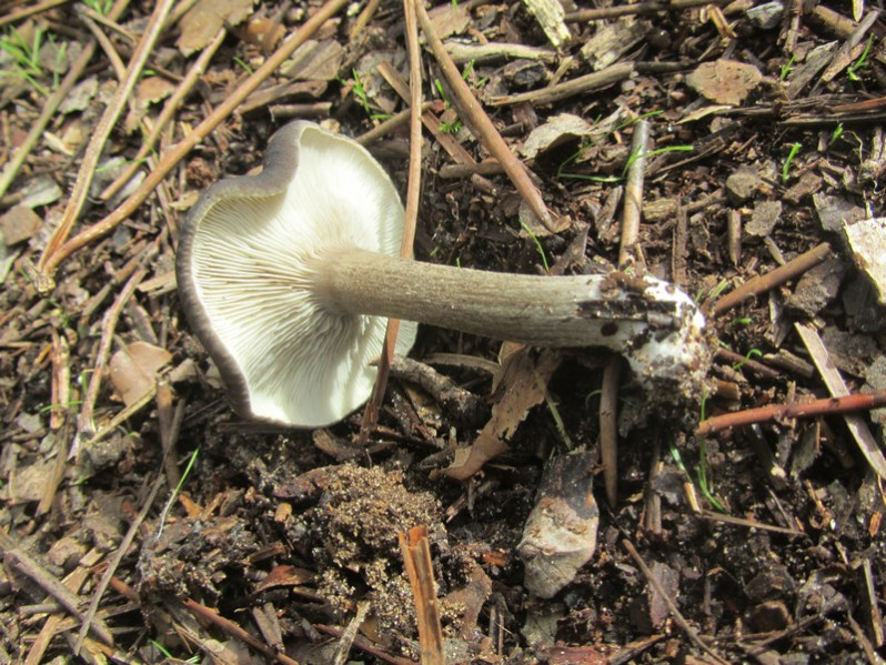 Entoloma bloxamii (Berk. & Broome) Sacc., 1887