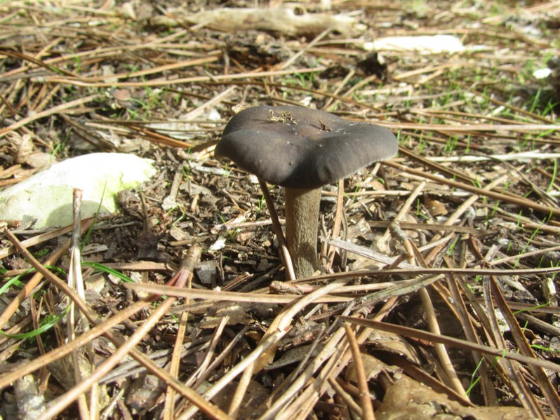 Entoloma bloxamii (Berk. & Broome) Sacc., 1887