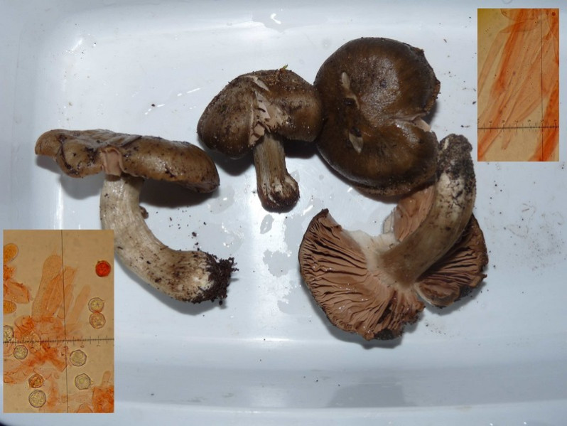 Entoloma saundersii (Fr.) Sacc., 1887