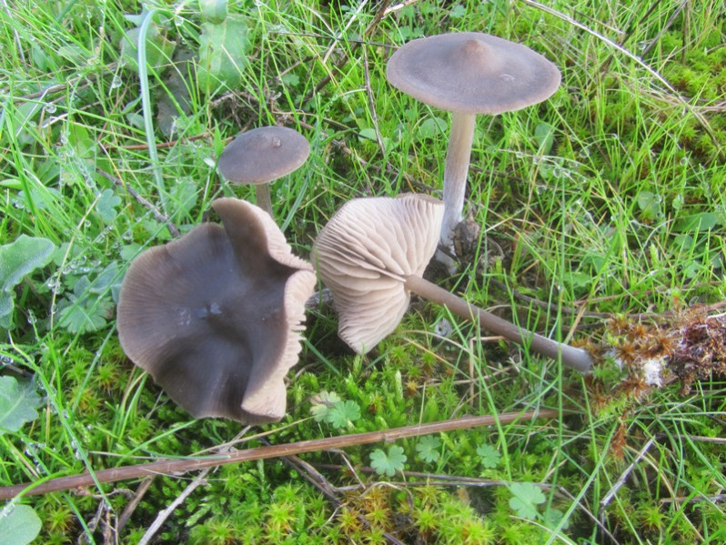 Entoloma sericeum var. cinereoopacum Noordel.