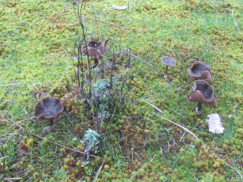 Entoloma sericeum var. cinereoopacum Noordel.