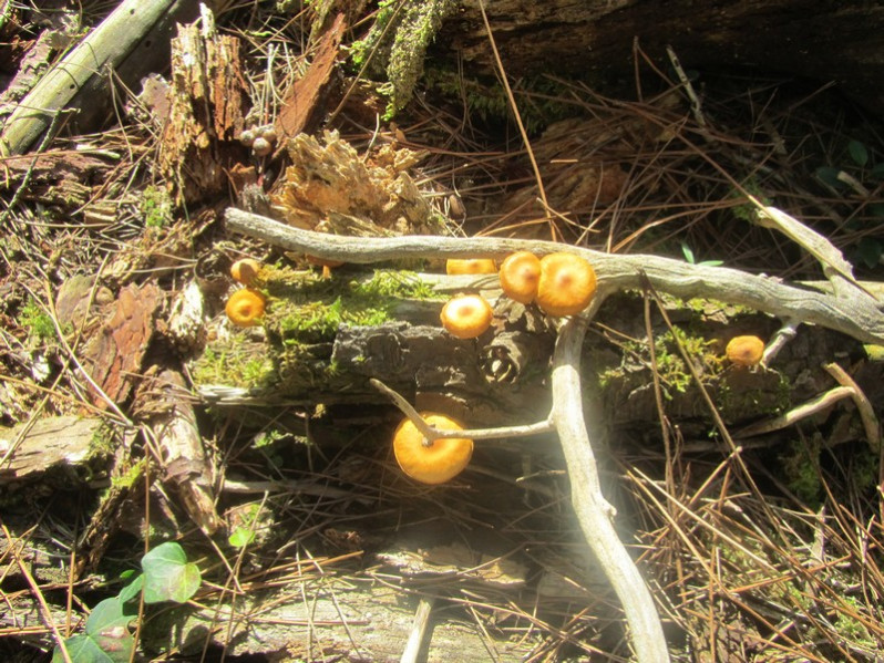 Flammulaster limulatus (Fr.) Watling, 1967