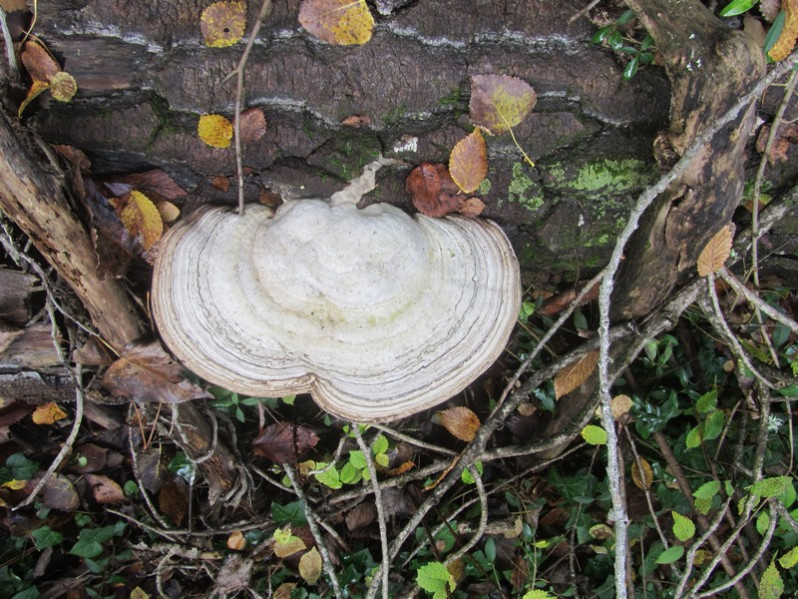 Fomes fomentarius (L.) Fr., 1849