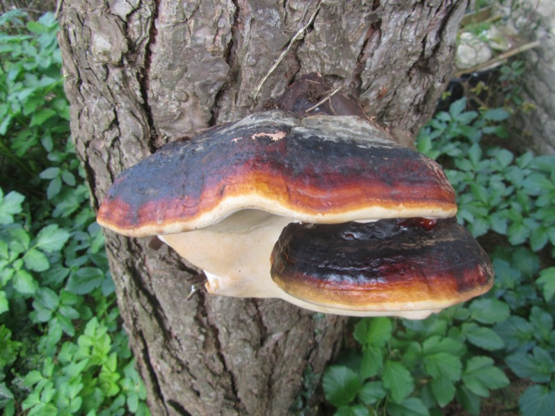Fomitopsis pinicola (Sw.) P.Karst., 1881