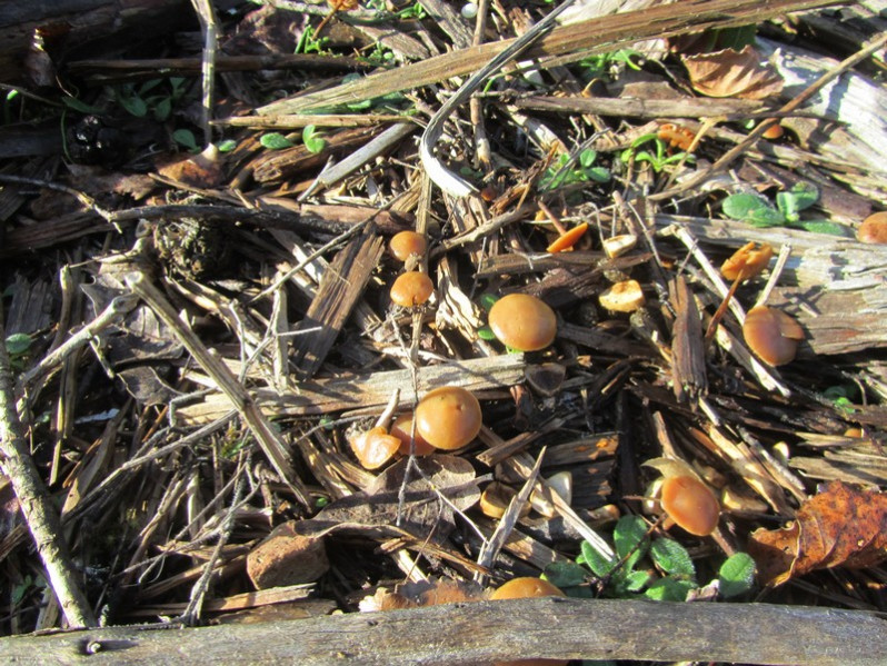 Galerina automnalis (Peck) A.H.Sm. & Singer, 1964