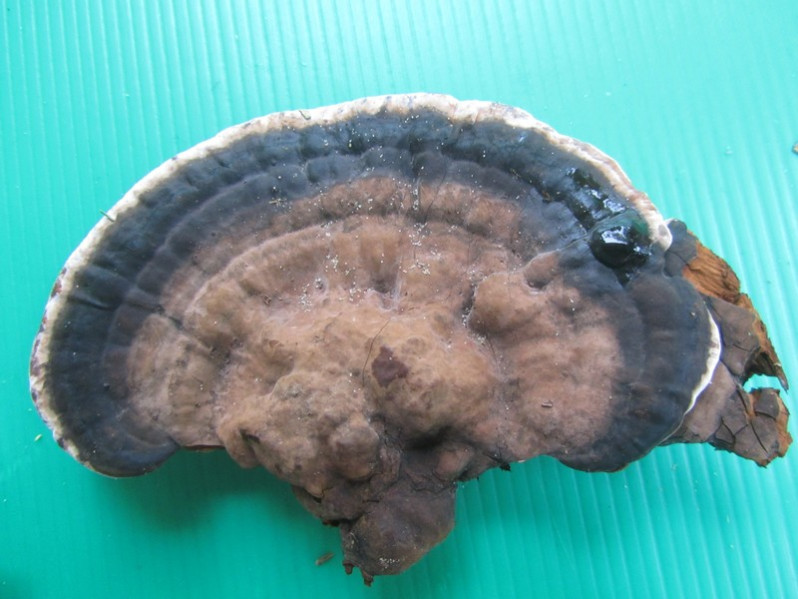 Ganoderma applanatum (Pers.) Pat., 1887