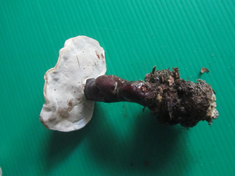 Ganoderma lucidum (Curtis) P.Karst., 1881