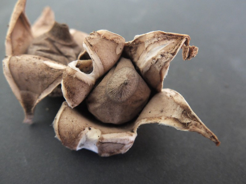 Geastrum corollinum (Batsch) Hollós, 1904