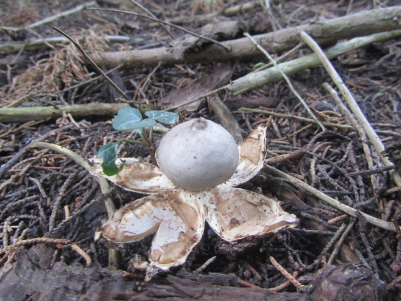 Geastrum coronatum Pers., 1801