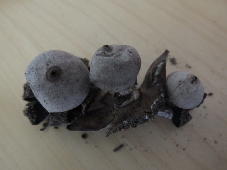 Geastrum sessile Pouzar, 1971