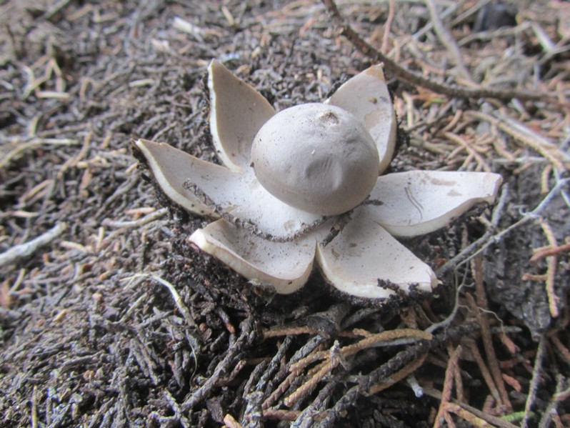 Geastrum sessile Pouzar, 1971