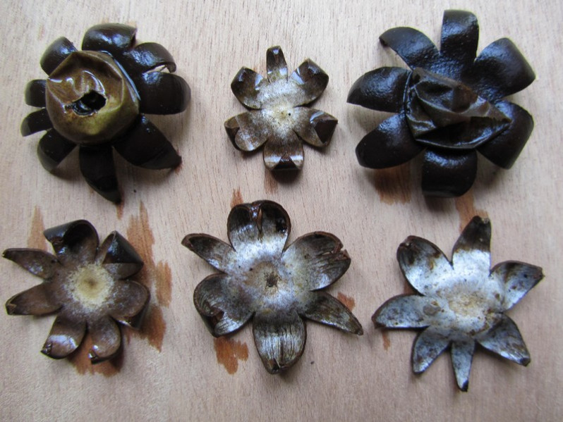 Geastrum floriforme Vittad., 1842