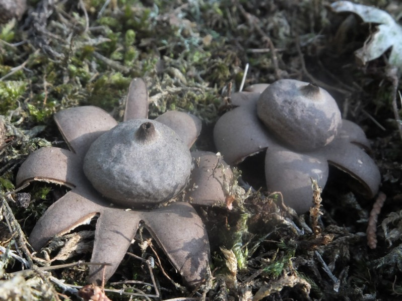 Geastrum floriforme Vittad., 1842