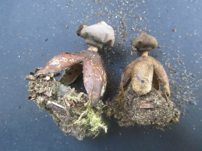 Geastrum fornicatum (Huds.) Hook., 1821
