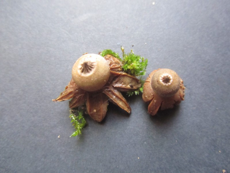 Geastrum schmidelii Vittad., 1842