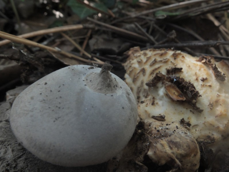 Geastrum pectinatum Pers., 1801